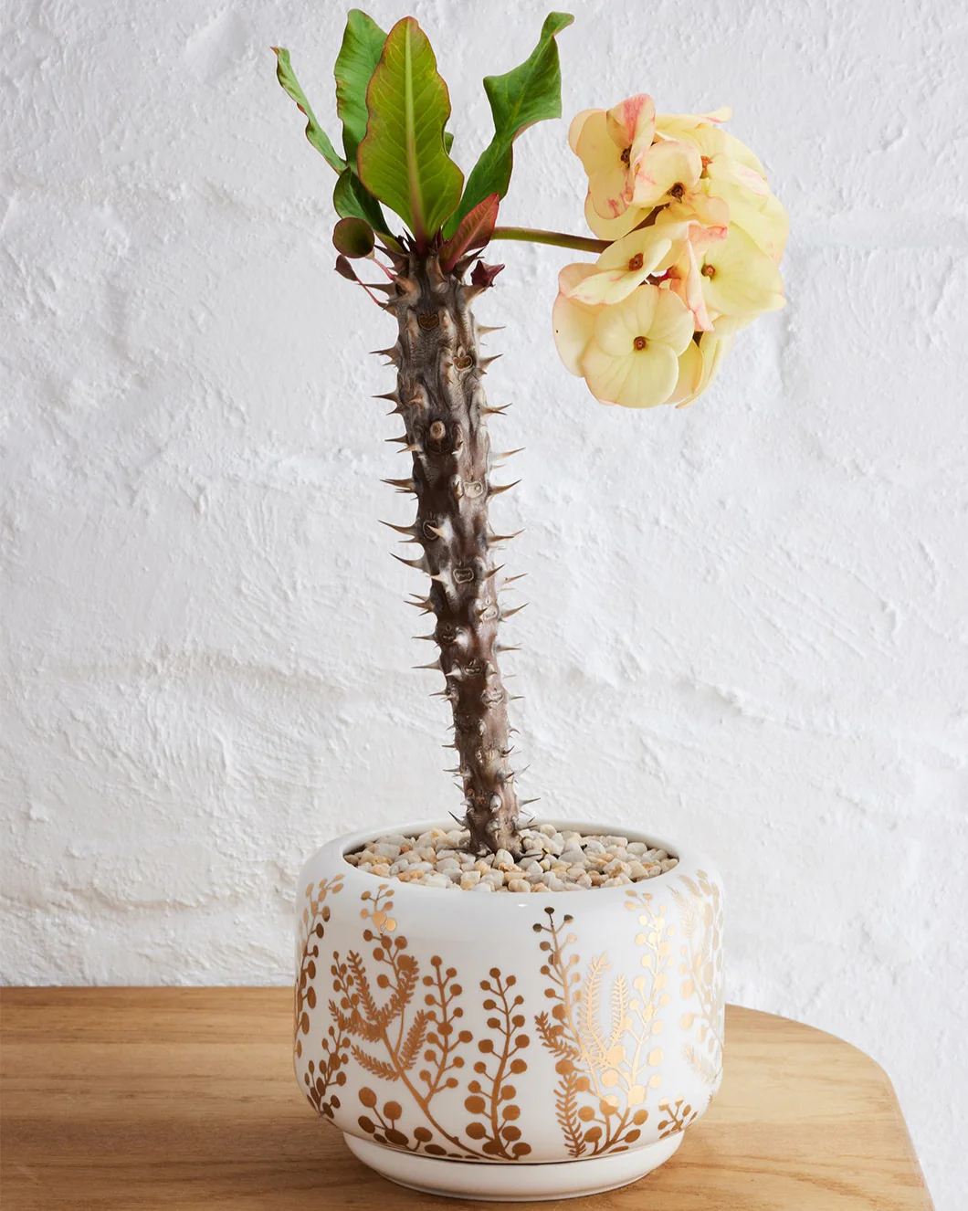 Angus & Celeste Decorative Succulent Pot - Image 12