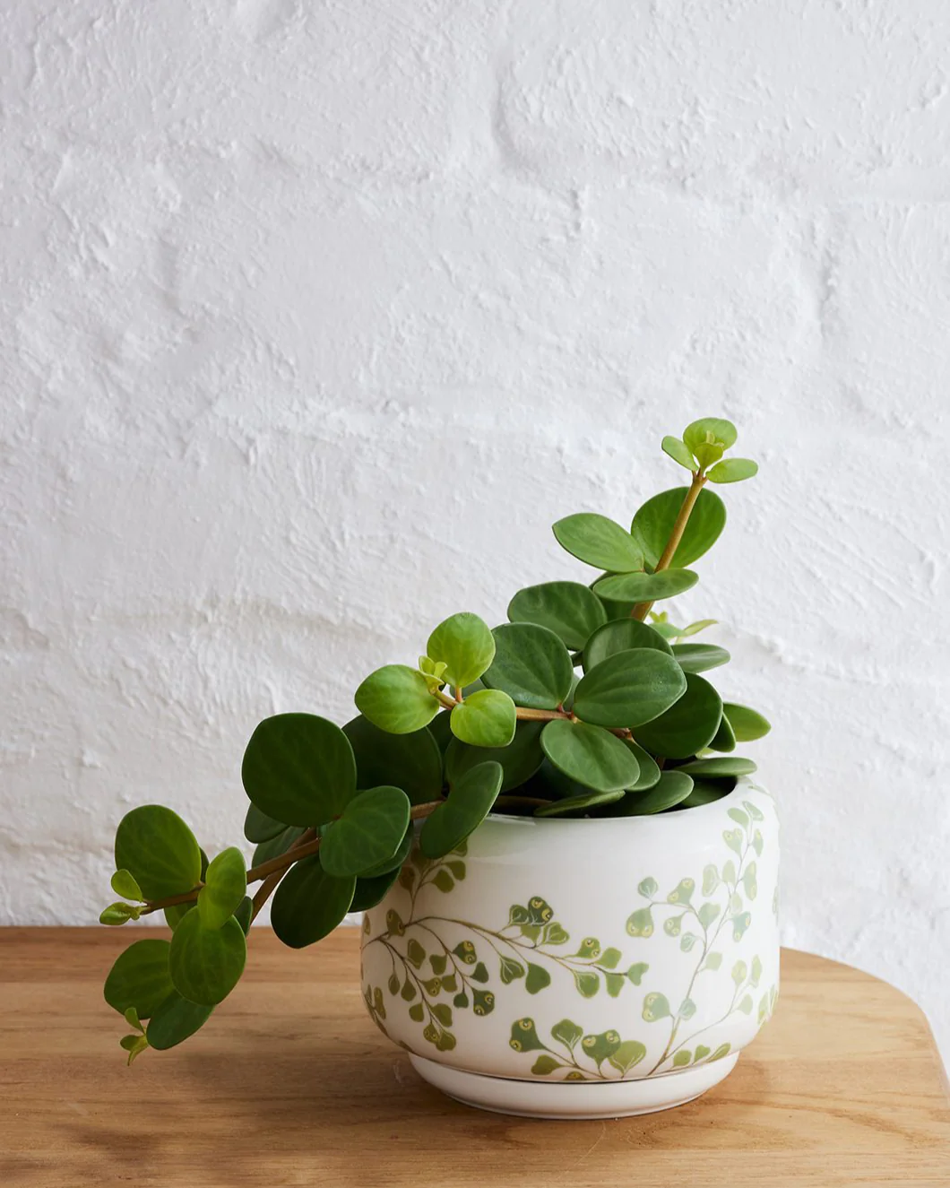 Angus & Celeste Decorative Succulent Pot - Image 16