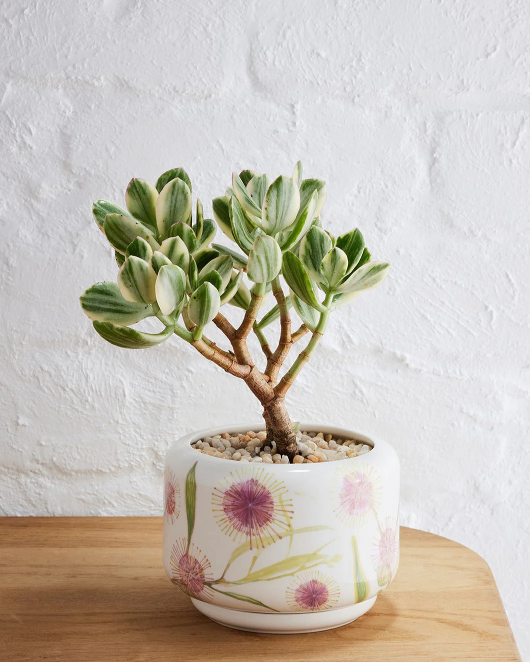 Angus & Celeste Decorative Succulent Pot - Image 20
