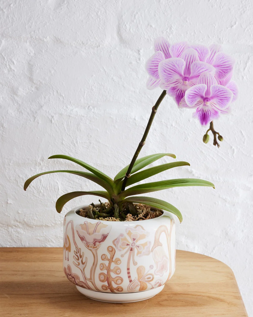 Angus & Celeste Decorative Succulent Pot - Image 4