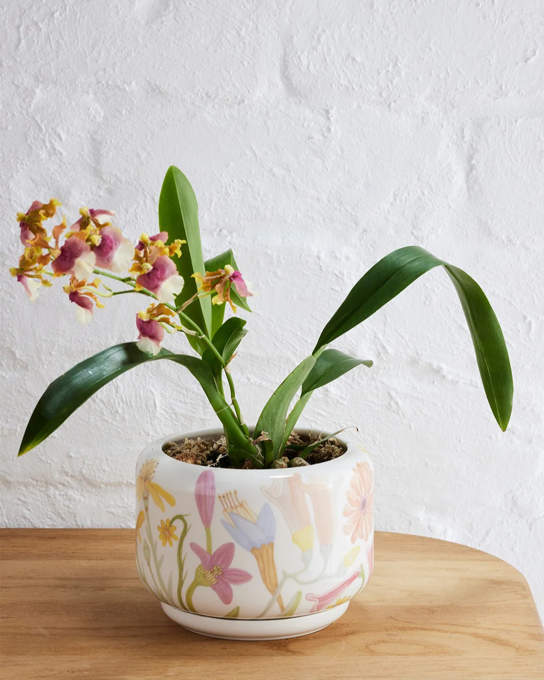 Angus & Celeste Decorative Succulent Pot - Image 7