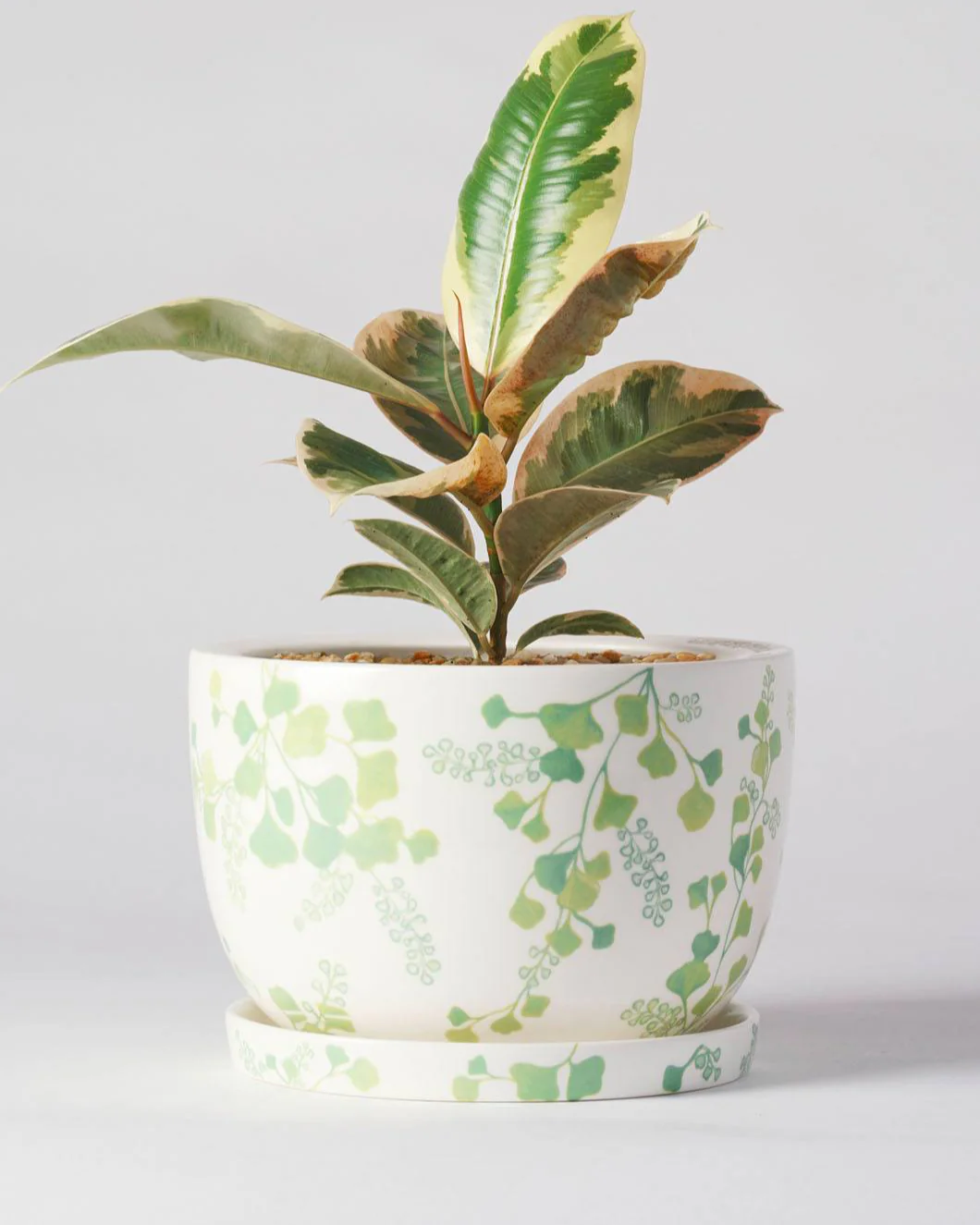 Angus & Celeste Decorative Plant Pot - Image 17