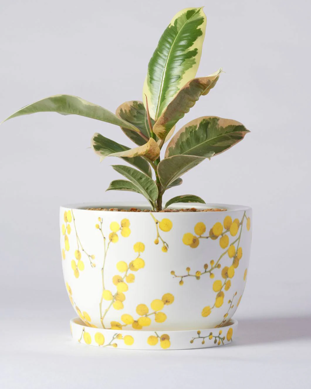 Angus & Celeste Decorative Plant Pot - Image 22