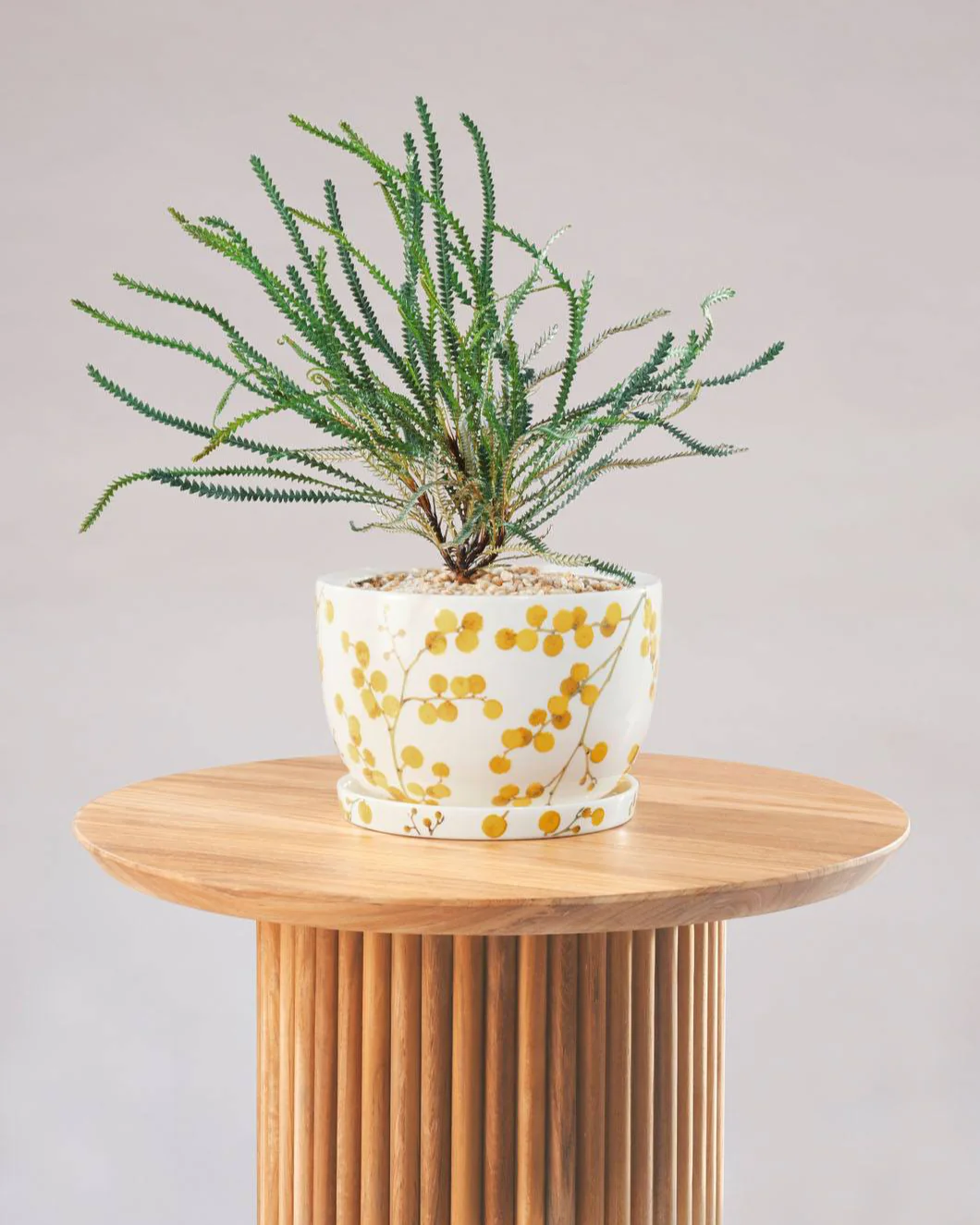 Angus & Celeste Decorative Plant Pot - Image 23