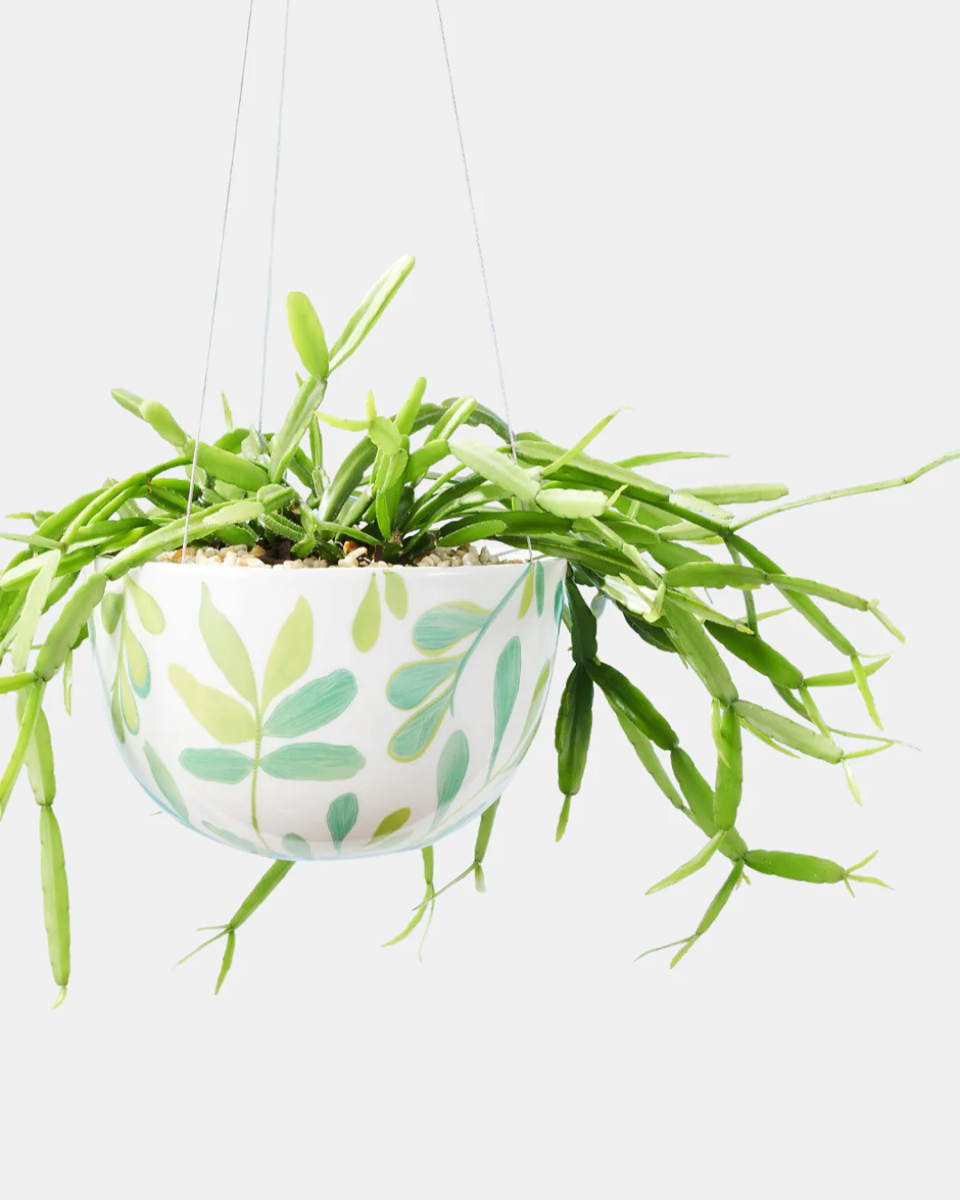 Angus & Celeste Decorative Hanging Planter - Image 15