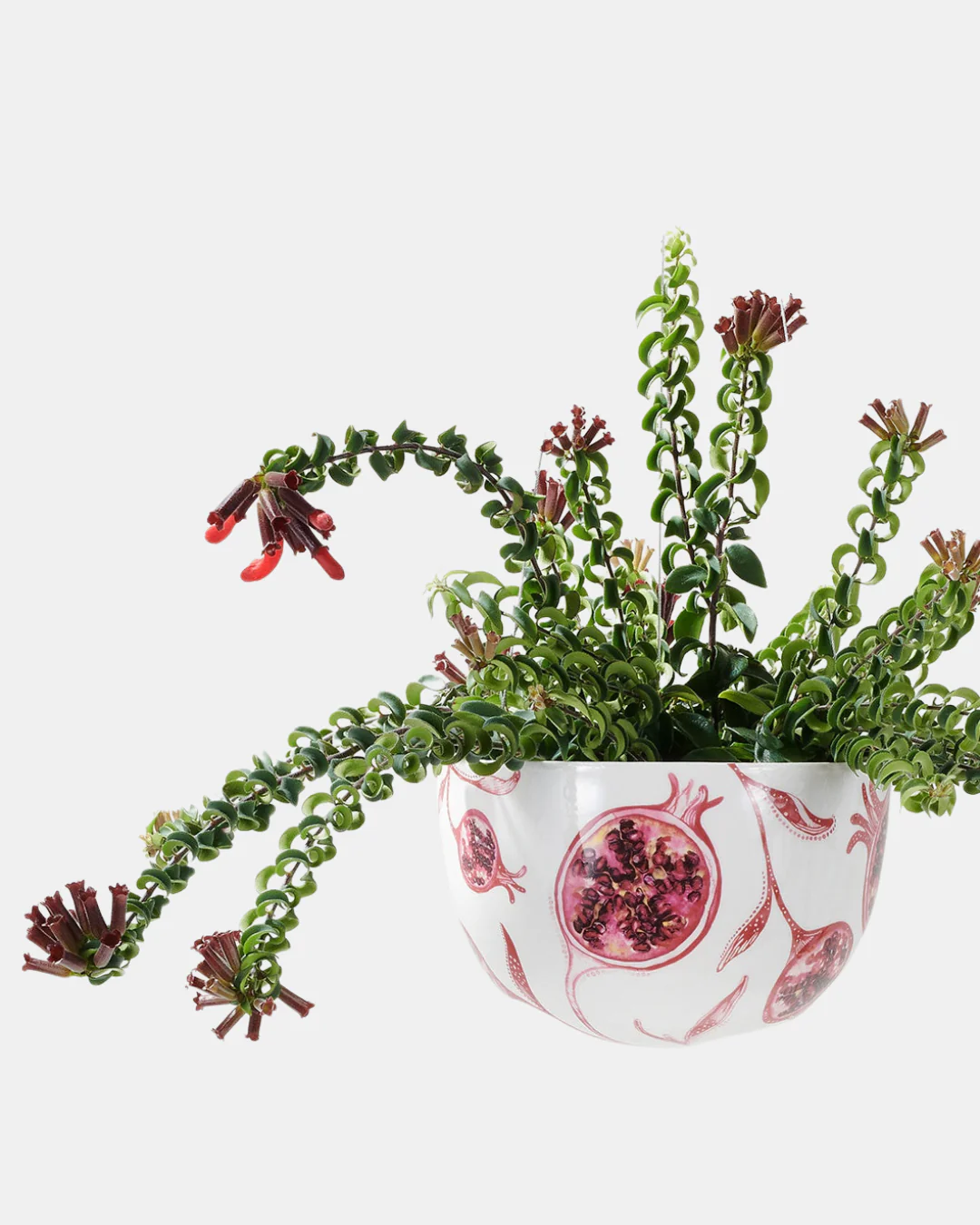 Angus & Celeste Decorative Hanging Planter - Image 18