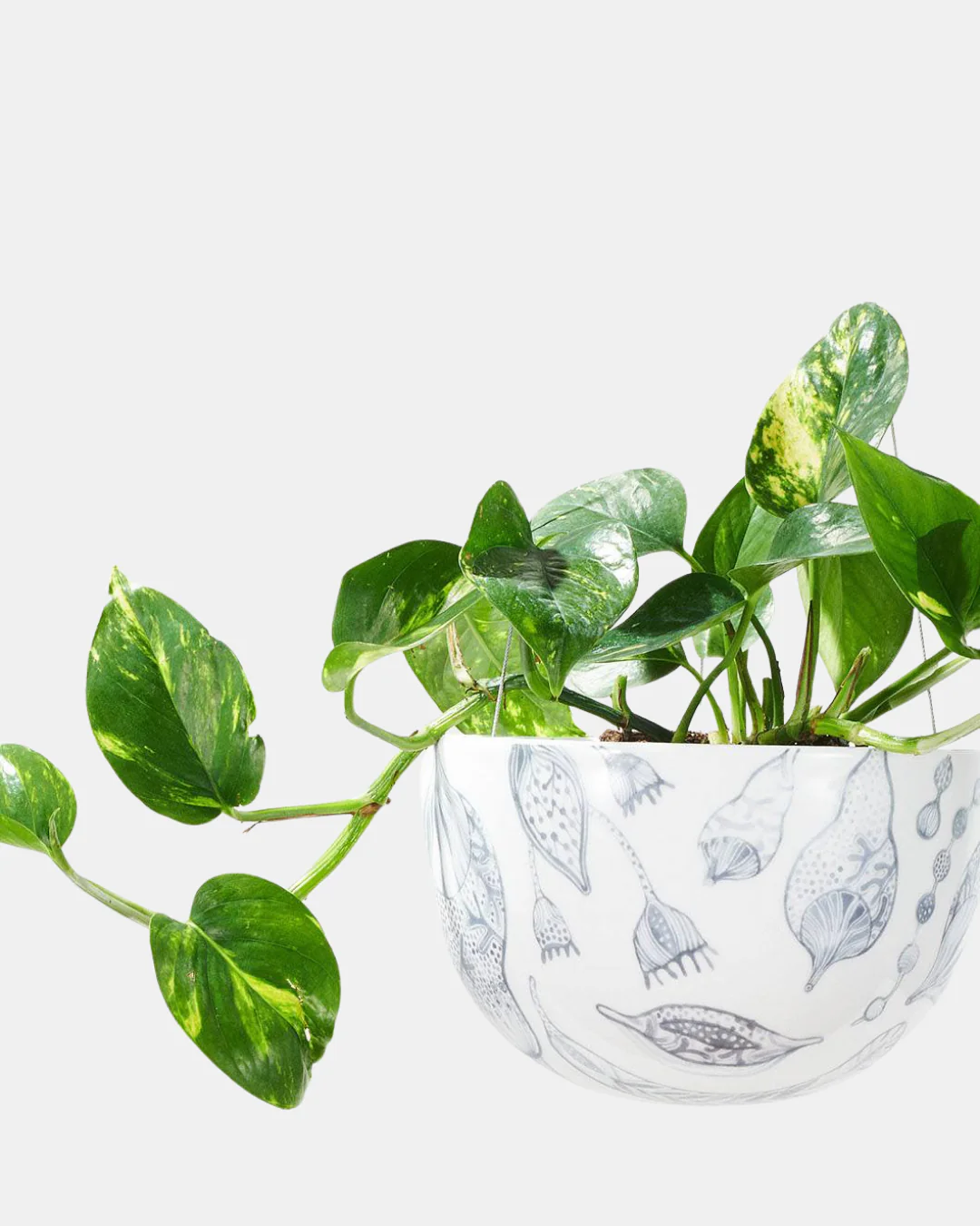 Angus & Celeste Decorative Hanging Planter - Image 5